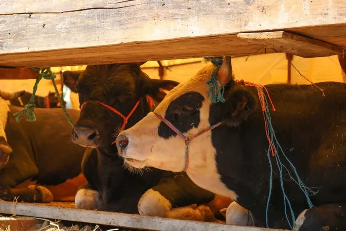 et-ithalatini-onleyecek-proje-tarim-bakanligi-dugmeye-basti-1756442345832.jpeg Et ithalatını önleyecek proje! Tarım ve Orman Bakanlığı düğmeye bastı - 2