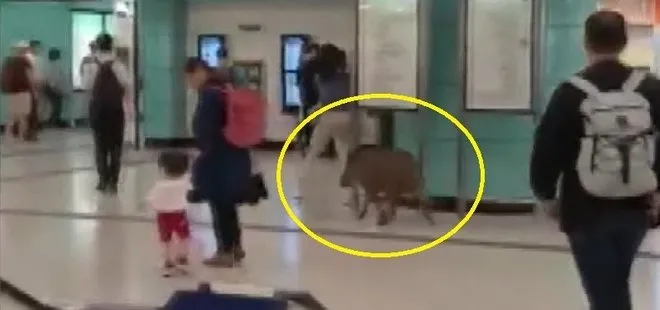 Çin’de metro istasyonuna giren yaban domuzu bir kadını yaraladı