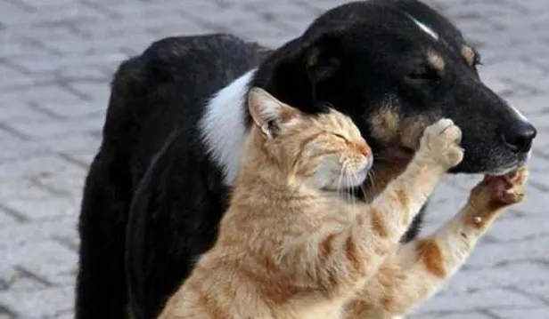 Hayvan hakları yasasında neler var? Yeni Hayvan Hakları yasası neleri kapsıyor, cezaları ne? İşte maddeleri...