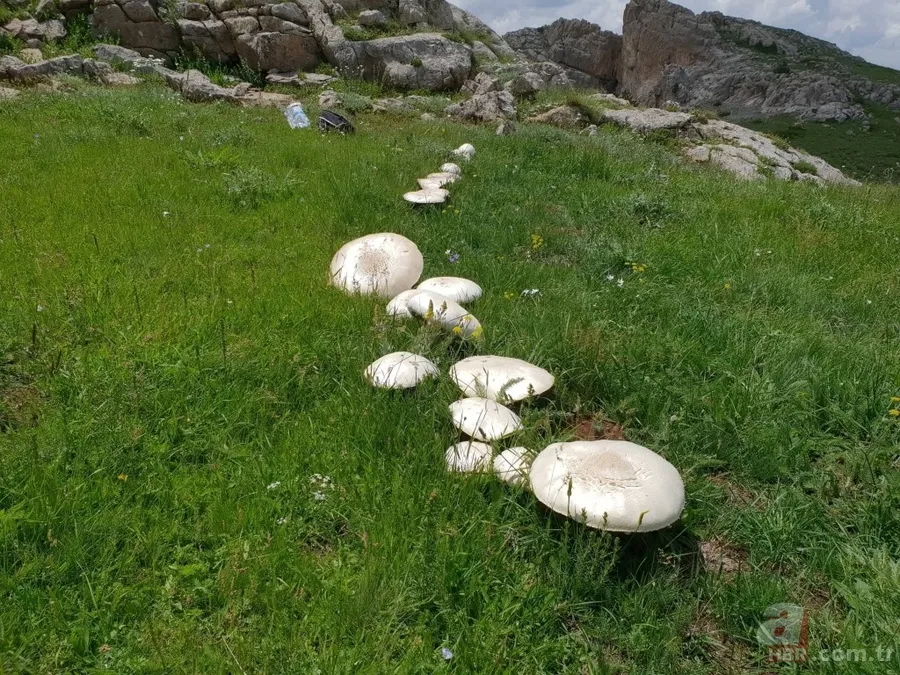 Gümüşhane’de görenleri şaşkına çeviren dev mantar! 8