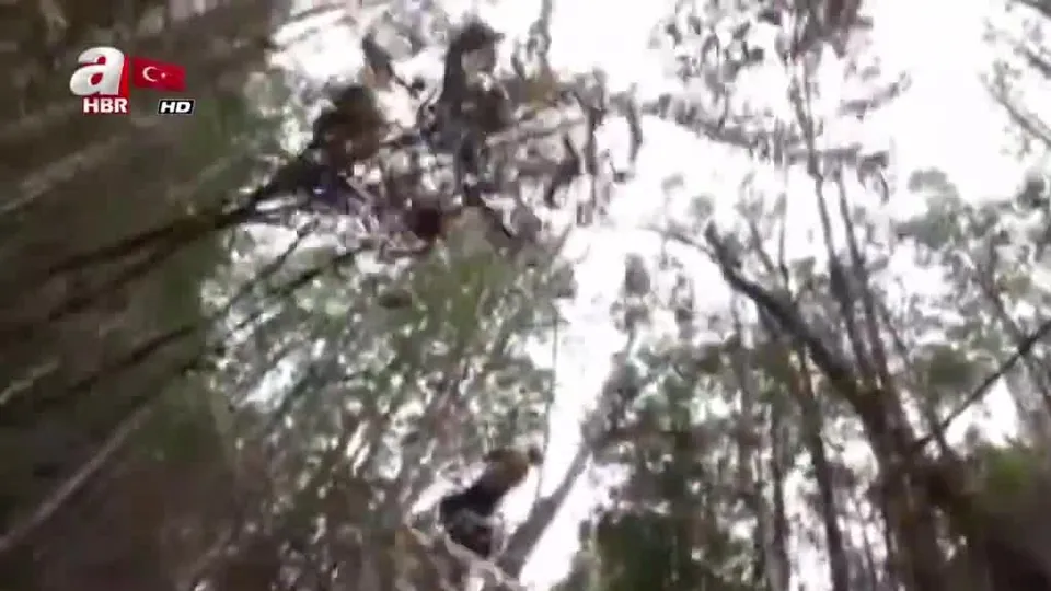 Avustralya ormanlarında gizli operasyon