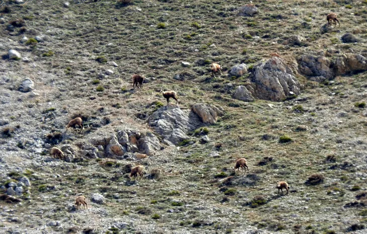 1588501257568.jpg Terörden temizlenen Munzur Dağları'nda hayvanlar görüntülendi - 3