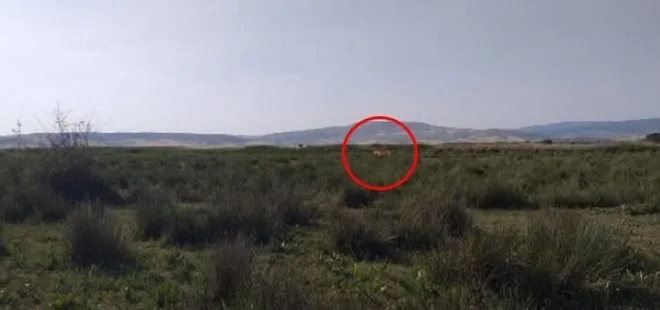 Çorum Valisi 'aslan' iddalarına nokta koydu: Emaresine rastlamadık