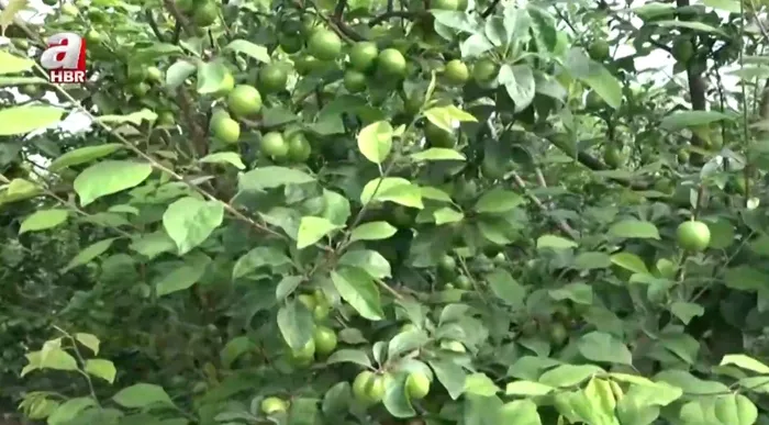 1771746790959.jpeg Bir kilosu çeyrek altın değerinde! Toros Dağları'ndan seraya yolculuk - 4