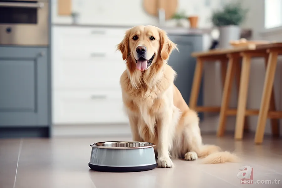 Köpekler gizlice dinleyerek öğreniyor! Kelime tanıma başarıları yüzde 80 çıktı 4