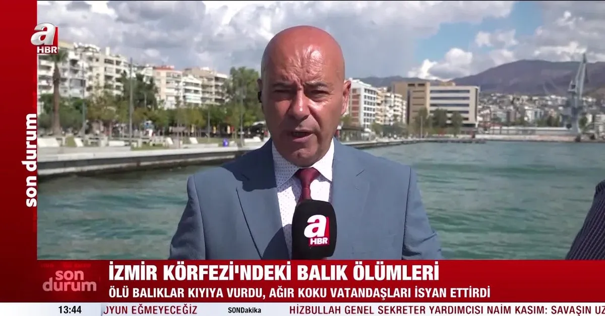 İzmir Körfezi'nde balık ölümleri