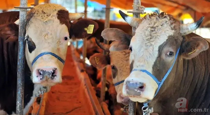Kurbanlık Fiyatları 2024 | Koyun, keçi kurbanlık bedeli ne kadar, kaç TL? Küçükbaş hisseleri... 3