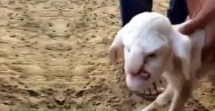 Görenler gözlerine inanamadı! Bacakları ters doğdu