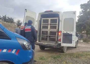 Kırıkkale'de köpek dövüştüren 2 kişiye para cezası!