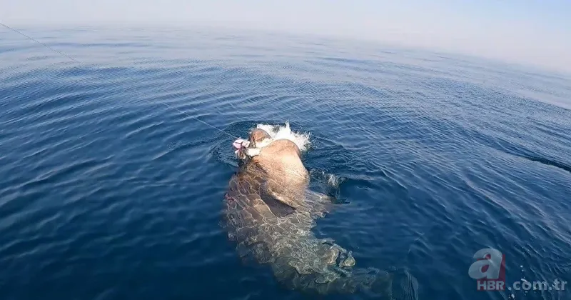 Levrek yakaladığını zannetti! Oltasına takılan balığı görünce gözlerine inanamadı 11