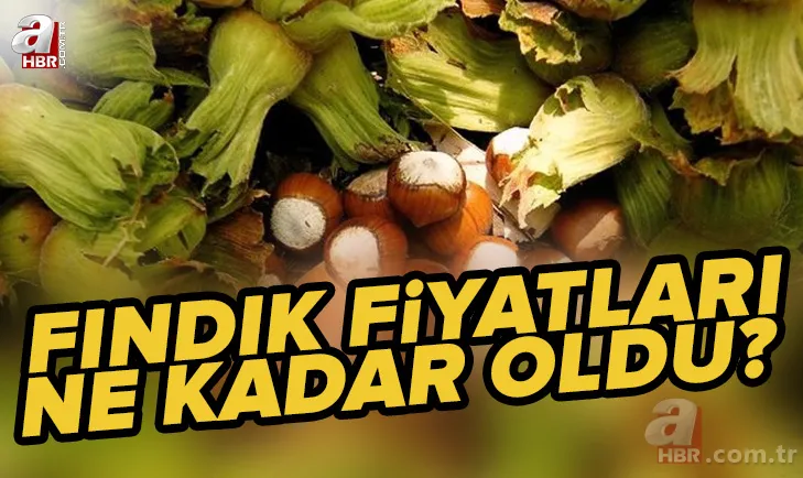 Fındık fiyatları ne kadar, kaç TL oldu? 2022 Ağustos ayı Ordu, Giresun, Samsun, Trabzon fındık fiyatları son durum 1