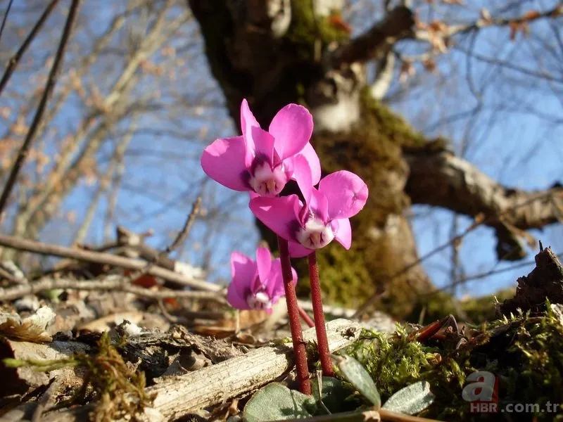 Cemreler ne zaman düşer? İlk cemre havaya ne zaman düşecek? İşte 2021 cemre düşme tarihleri 7