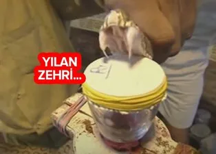 Kobra yılanının zehri insan kanına döküldüğünde bakın ne oldu? İşte yılan zehrinin kandaki inanılmaz etkisi