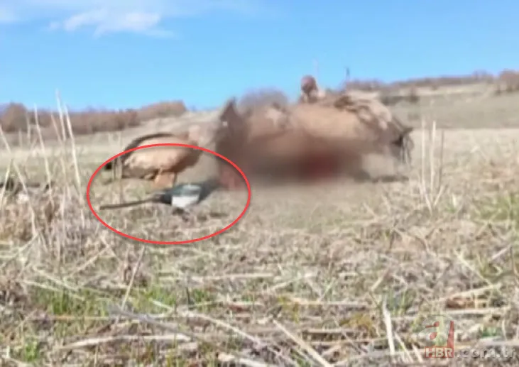 Rize’de sürü halinde ortaya çıktılar! Yavru köpeği mi yediler? 8