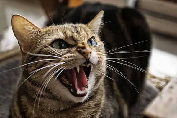 Tayland’da korkutan gelişme! İlk defa görüldü: Kediden insana geçen Covid-19 vakası🐈