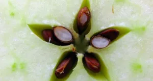 Bu çekirdekleri asla yutmayın