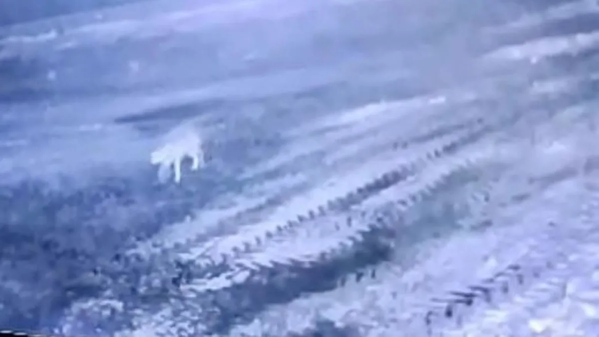 Köye inen kurt 200 koyunu telef etti! Sabah gördüğü manzara karşısında şoke oldu