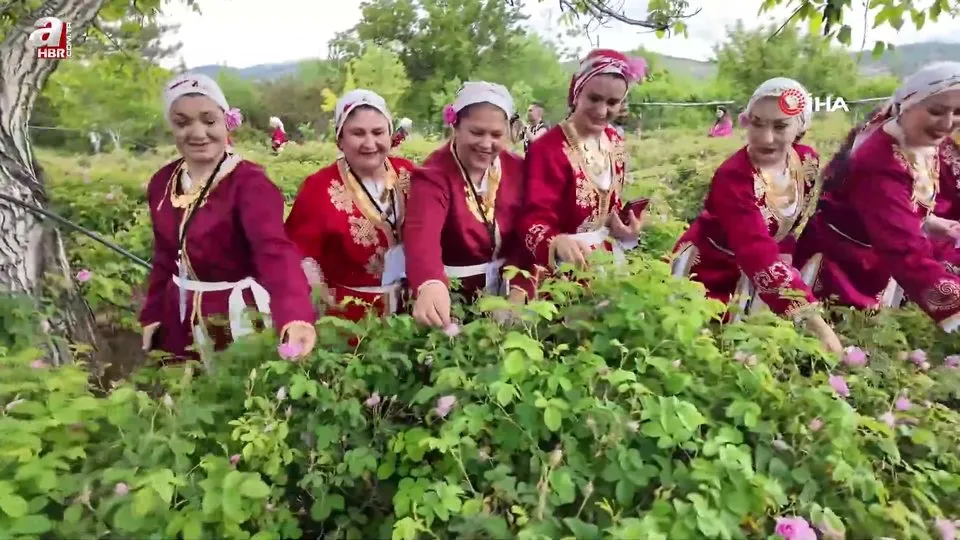 Isparta’da gül hasadı festival coşkusunu doruklara taşıdı