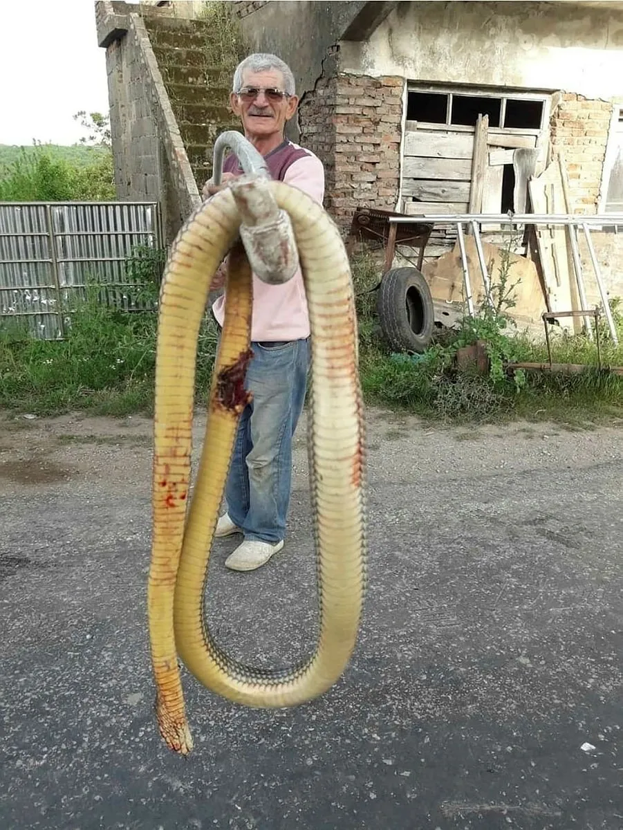 sinop ta dev yilan panigi torunlarina