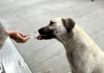 Sokak köpeğine kaşıkla yemek yedirdi! Tartışma konusu oldu