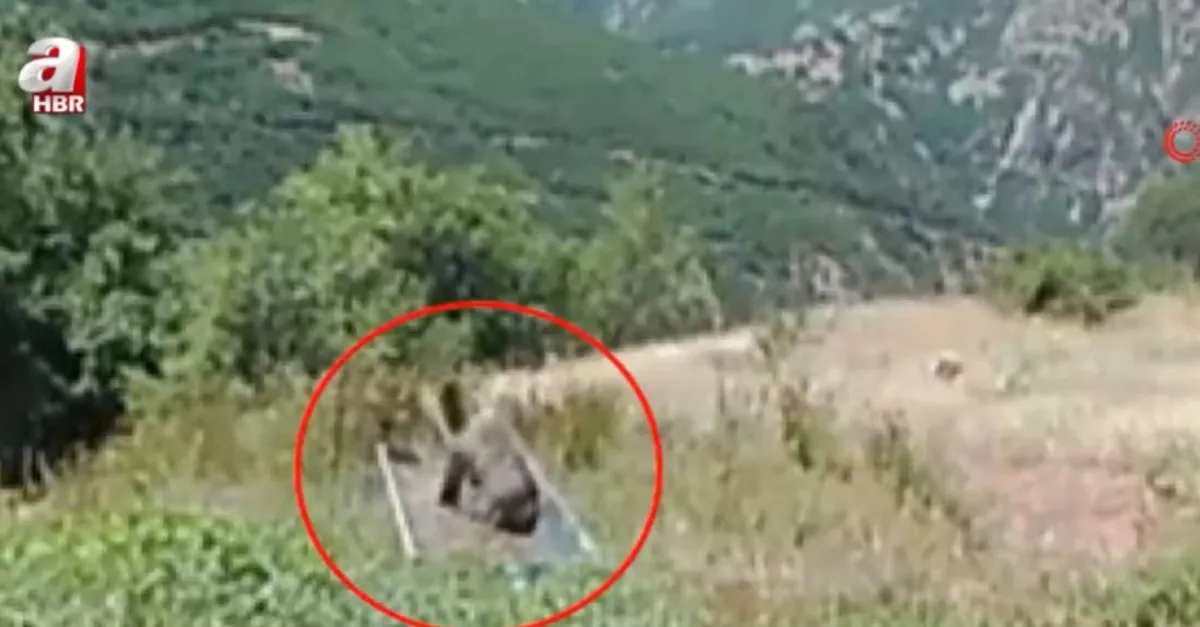 Sıcaktan bunalan yavru ayının yüzme keyfi