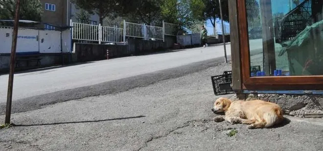 Bartın’da köpek, tedaviye alınan sahibini hastane bahçesinde 5 gündür bekliyor