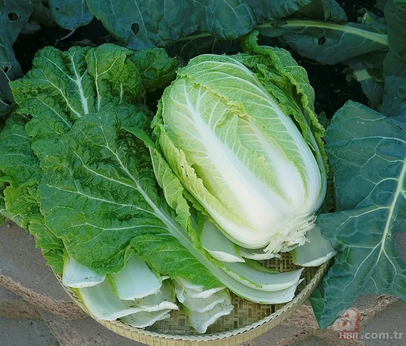 Maydanozların arasından çıkan şoke etti! Hal esnafı hemen ekiplere haber verdi | Fotoğraftaki ayrıntıya dikkat! 18