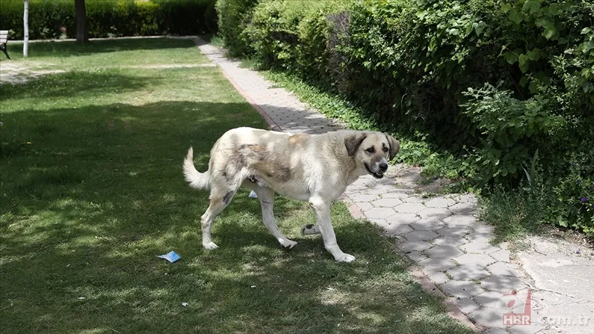 Arkeologlar açıkladı: En eski evcil köpek Türkiye’de 5
