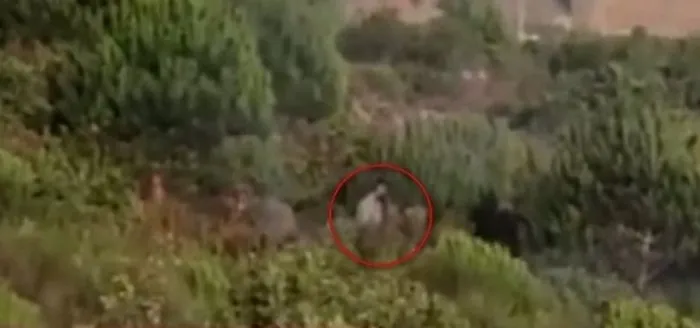 Bakan Pakdemirli: Pendik’teki orman yangınında terör bağlantısı tespit ettik