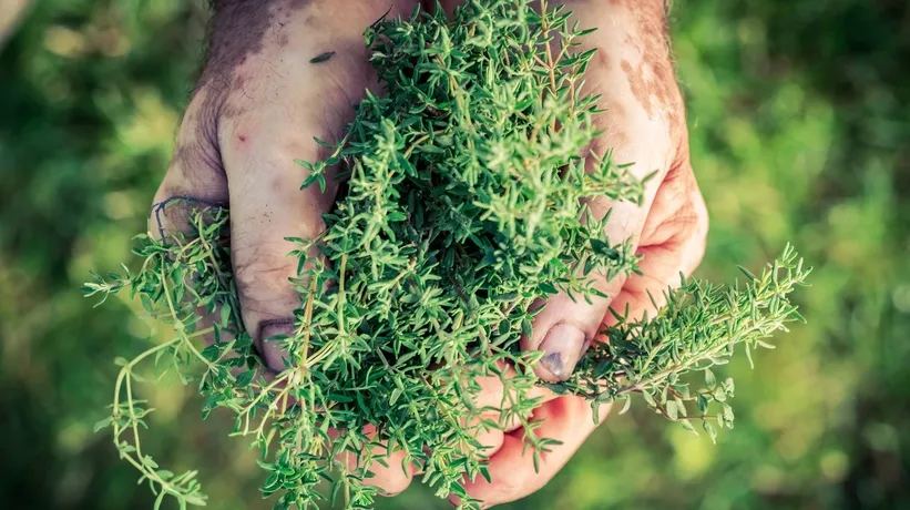 Araştırmayla kanıtlandı! Kanser hücrelerini öldüren bitki...