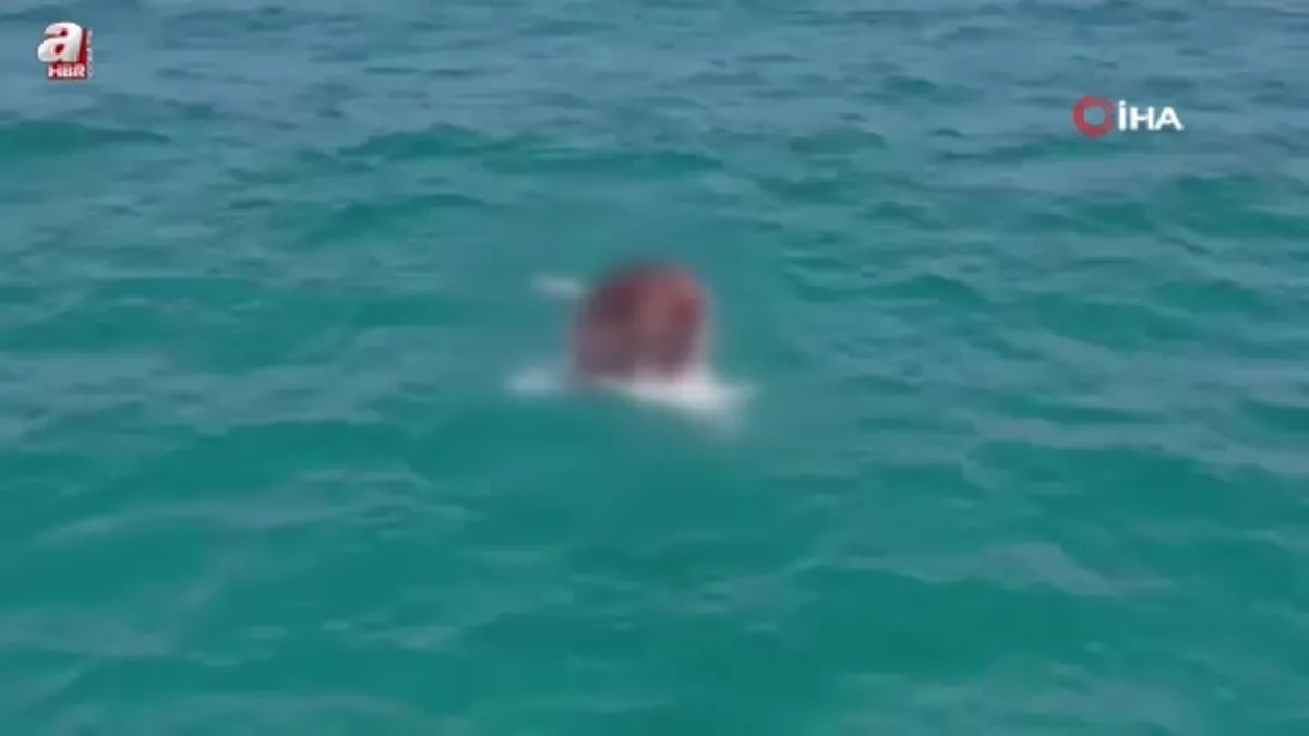Alanya’da denizde ölü inek bulundu
