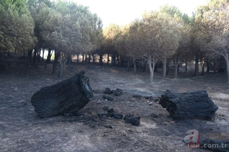 Marmara Adası’ndaki orman yangınından geriye bu kareler kaldı!