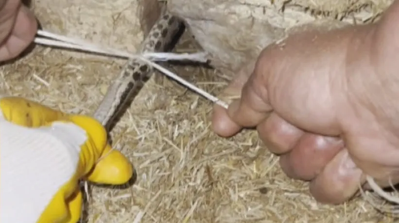 Yılan kümese girip yumurtaları yedi! İple böyle bağladı