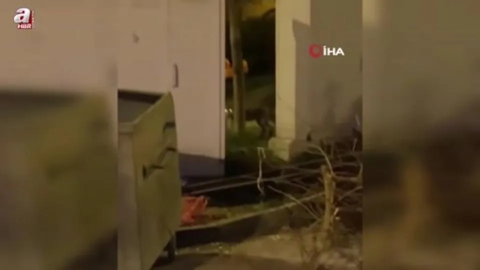 Aç kalan tilki şehir merkezine indi