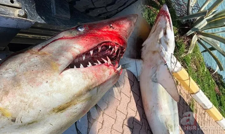 Görüntüler Türkiye’den! 1,5 metrelik dev köpek balığı karaya vurdu