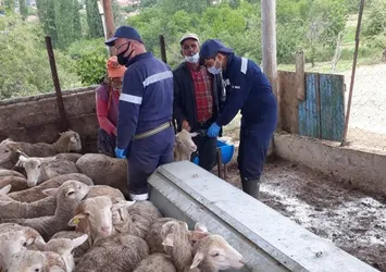 Kütahya'da çiçek hastalığı paniği! İkinci bir duyuruya kadar yasaklandı