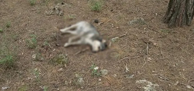 Antalya’da vahşet! 5 sokak köpeği zehirlenerek öldürüldü