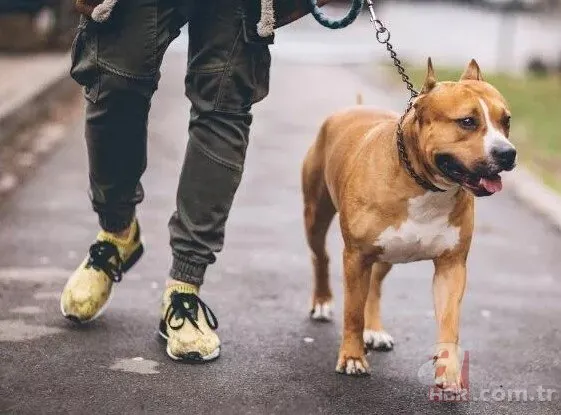 Yasaklı köpek ırklarının kaydedilmesi için yarın son gün! Pitbull sahipleri dikkat: Cezası 30 bin TL