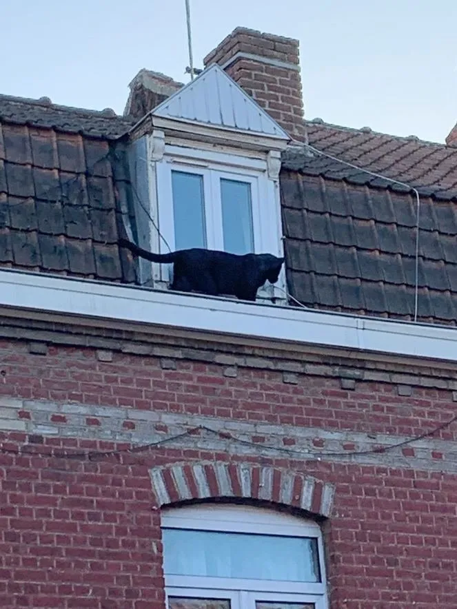 Fransa’da çatıda gezen panter dünya gündemine oturdu