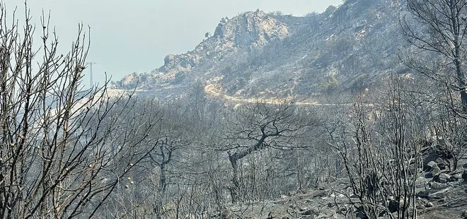 Orman yangınlarında son durum ne?