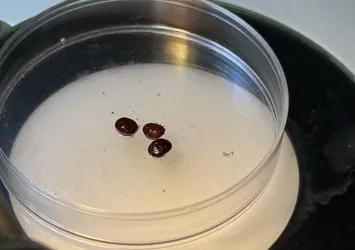 Kene bir can daha aldı! Sivas ve Kayseri'nin ardından Çorum