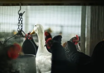 İngiltere'de kırmızı alarm! Kuş gribi baş gösterdi! Salgında istenmeyen gelişmeyi bilim insanları duyurdu