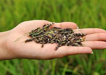 Türkiye'de sadece o ilimizde üretiliyor! Kolesterolün doğal ilacı...