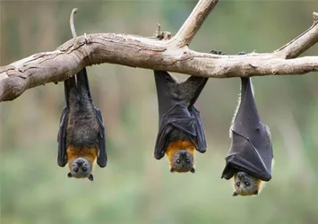 Bilim insanları araştırıyor! Yeni kabus nipah virüsü mü?