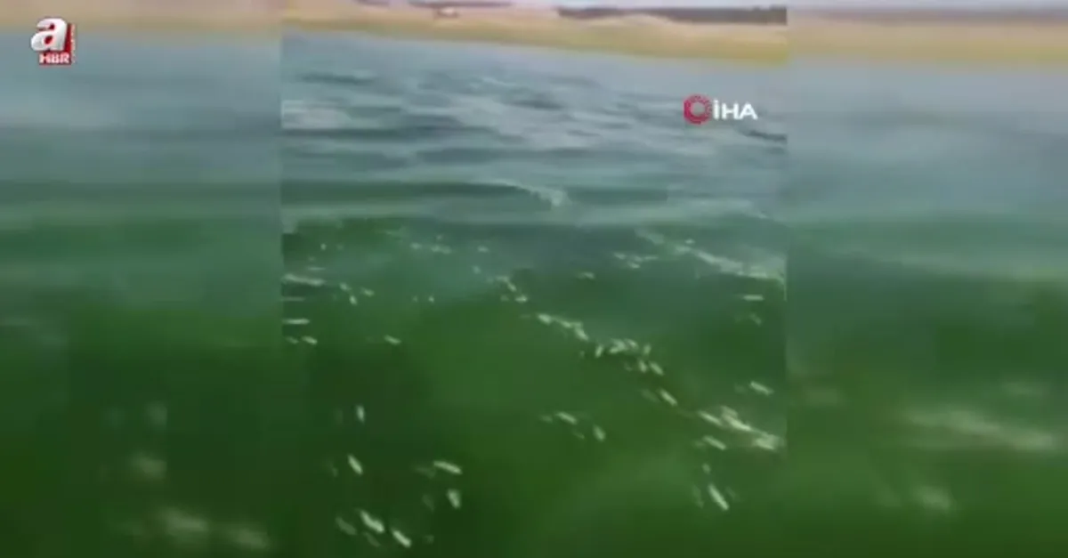Kahramanmaraş'ta balık ölümleri