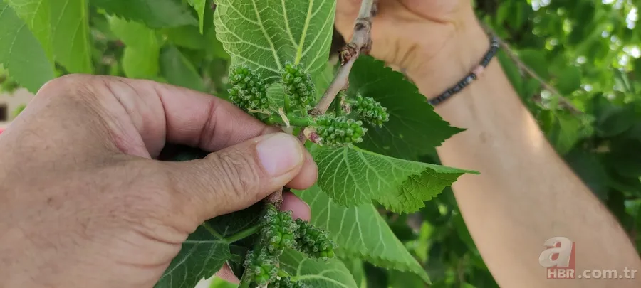 Türkiye’nin en yaşlısı o! Bin yaşındaki ağaç şifa dağıtıyor 1