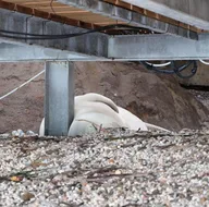 Bodrum Koyu’nu mesken tuttu! Görenler telefona sarıldı