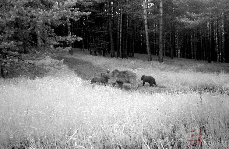 Kedigillerin en zor bulunan türü | İstanbul'da lüks bir malikanede ele geçirildi! Nesli neredeyse hiç kalmadı 25