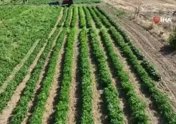 3 yıl önce kurak bir araziye deneme amaçlı ekildi, şimdi köyün geçim kaynağı oldu