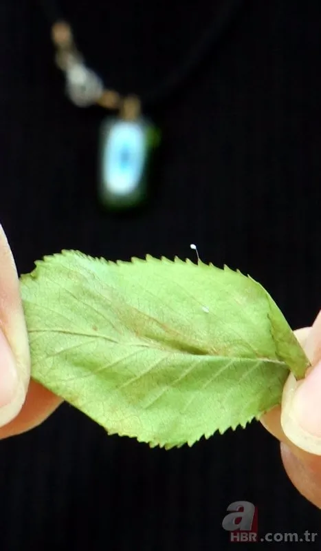 3 bin yılda bir açıyor! Çanakkale'de udumbara çiçeği görüldü